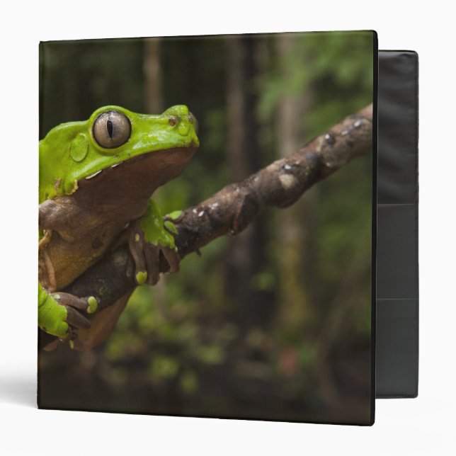 Giant leaf frog Phyllomedusa bicolor) 3 Ring Binder (Front/Inside)