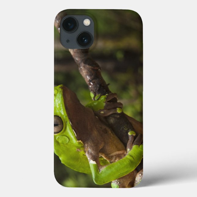 Giant leaf frog Phyllomedusa bicolor) Case-Mate iPhone Case (Back)