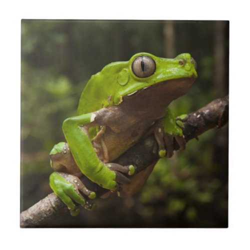 Giant leaf frog Phyllomedusa bicolor Ceramic Tile