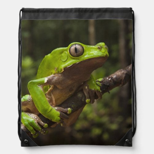 Giant leaf frog Phyllomedusa bicolor Drawstring Bag