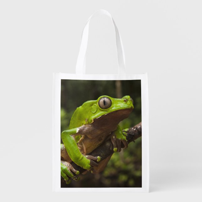 Giant leaf frog Phyllomedusa bicolor) Grocery Bag (Front)