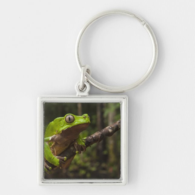 Giant leaf frog Phyllomedusa bicolor) Keychain (Front)