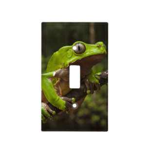 Giant leaf frog Phyllomedusa bicolor) Light Switch Cover