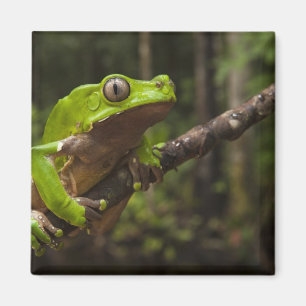 Giant leaf frog Phyllomedusa bicolor) Magnet