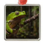 Giant leaf frog Phyllomedusa bicolor) Metal Ornament Giant leaf frog Phyllomedusa bicolor) Metal Ornament