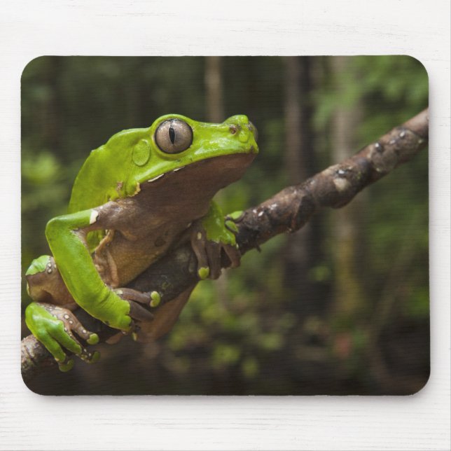 Giant leaf frog Phyllomedusa bicolor) Mouse Pad (Front)