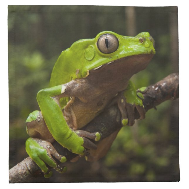 Giant leaf frog Phyllomedusa bicolor) Napkin (Front)