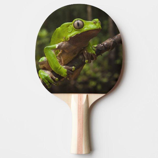Giant leaf frog Phyllomedusa bicolor) Ping-Pong Paddle (Front)