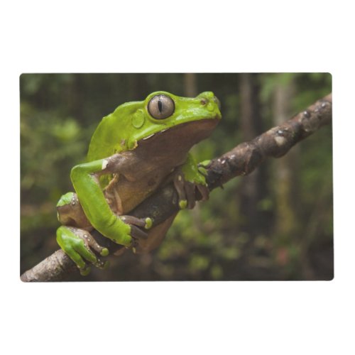 Giant leaf frog Phyllomedusa bicolor Placemat