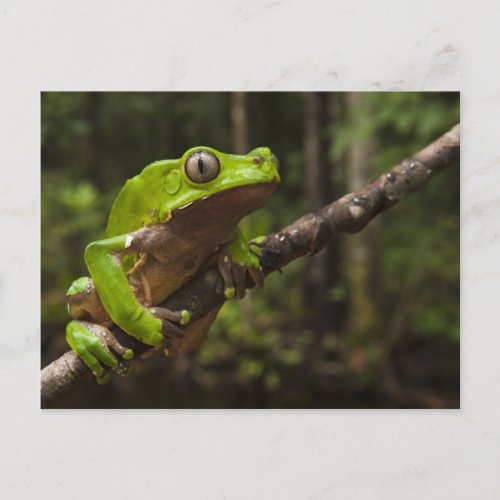 Giant leaf frog Phyllomedusa bicolor Postcard