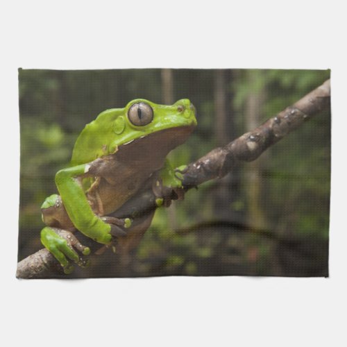 Giant leaf frog Phyllomedusa bicolor Towel