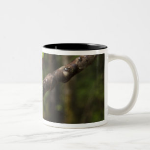 Giant leaf frog Phyllomedusa bicolor) Two-Tone Coffee Mug