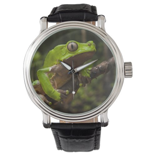 Giant leaf frog Phyllomedusa bicolor Watch