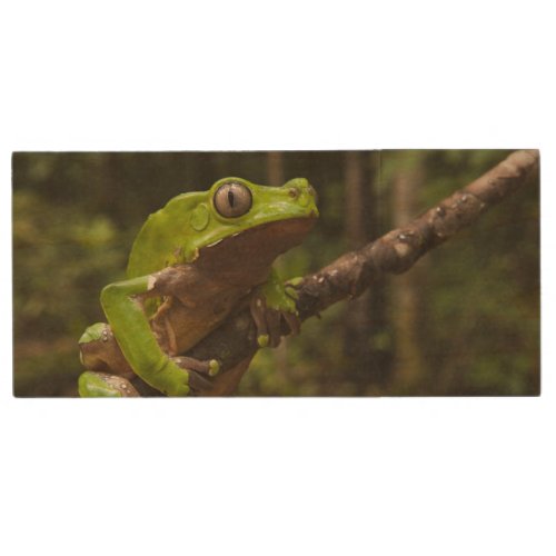 Giant leaf frog Phyllomedusa bicolor Wood Flash Drive