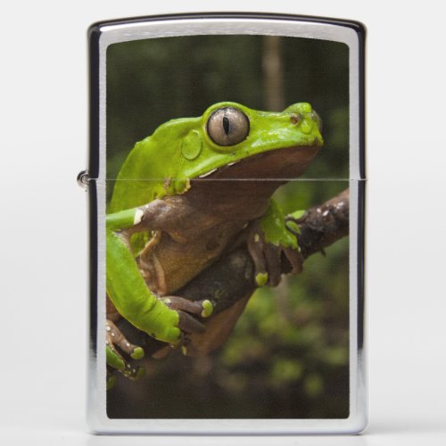 Giant leaf frog Phyllomedusa bicolor Zippo Lighter