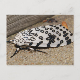 Giant Leopard Moth Postcard