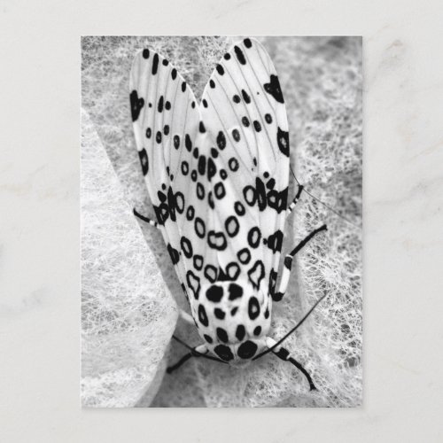 Giant Leopard Moth Postcard