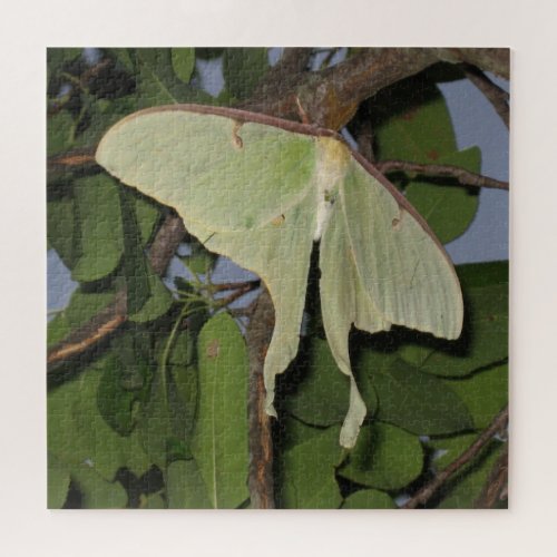 Giant Lime Green Luna Moth Jigsaw Puzzle