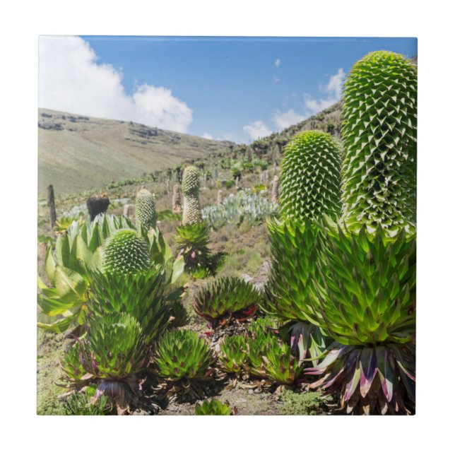 Giant Lobelia (Lobelia Deckenii) In Mount Kenya Tile (Front)