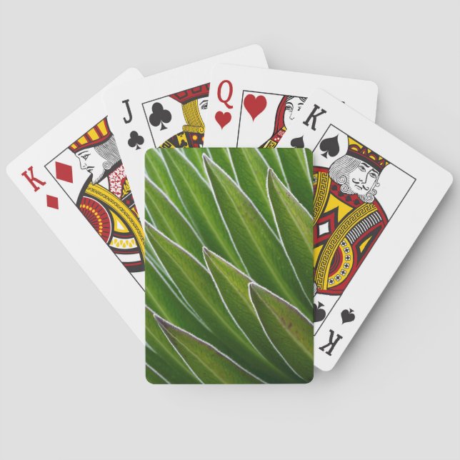 Giant Lobelia (Lobelia telekii) | Kenya, Africa Poker Cards (Back)