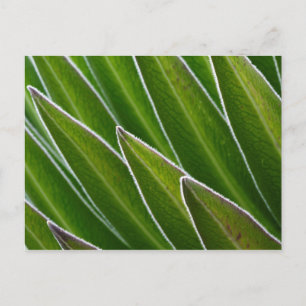 Giant Lobelia (Lobelia telekii) Kenya, Africa Postcard
