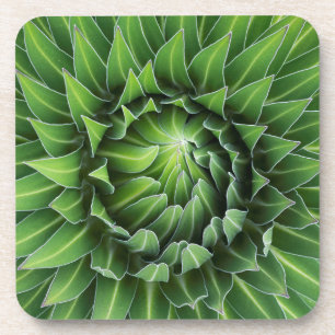 Giant Lobelia   Mount Kenya National Park, Kenya Coaster