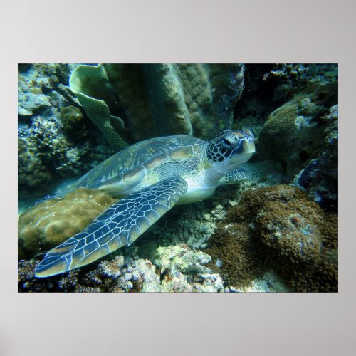 Giant Loggerhead Sea Turtle Poster