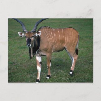 Giant/Lord Derby's Eland-young bull Postcard