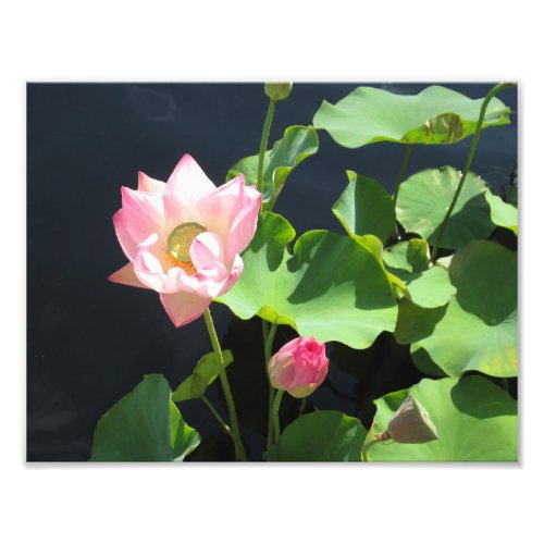 Giant Lotus Flower Photo Print