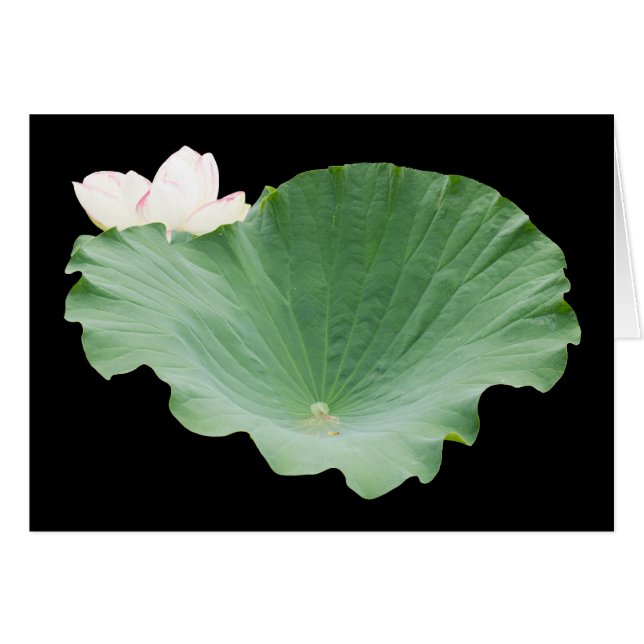 Giant Lotus Leaf with Bloom Cards (Front Horizontal)