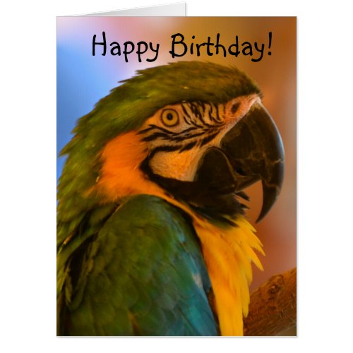 Giant Macaw Parrot Card