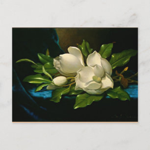 Giant Magnolia on a Blue Velvet Cloth Postcard