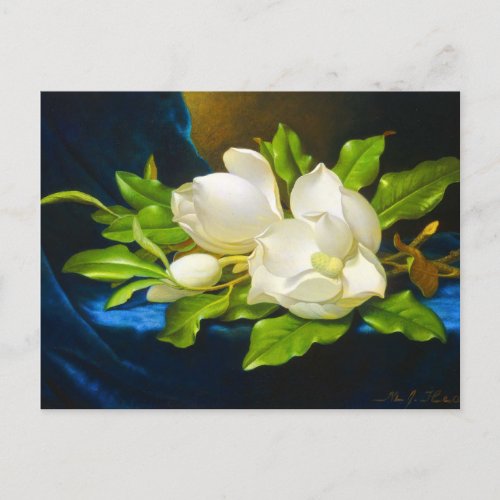 Giant Magnolias on a Blue Velvet Canvas Postcard