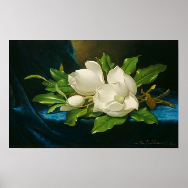 Giant Magnolias on a Blue Velvet Cloth, c.1890 (oi Poster (Front)