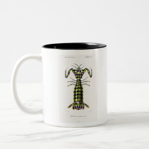 Giant mantis shrimp illustration Two_Tone coffee mug