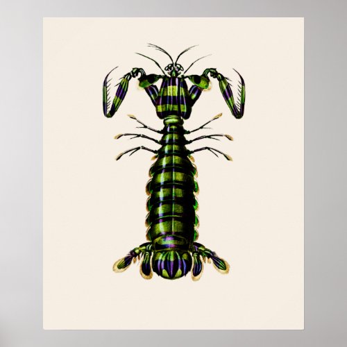 Giant Mantis Shrimp Poster