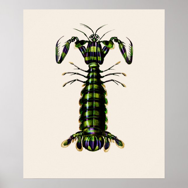 Giant Mantis Shrimp Poster (Front)