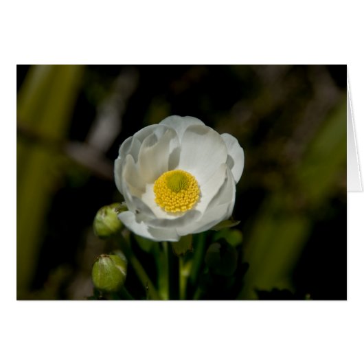 Giant Mountain Buttercup Cards (Front Horizontal)