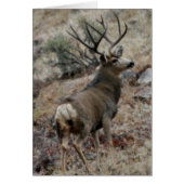 Giant mule deer buck (Front)