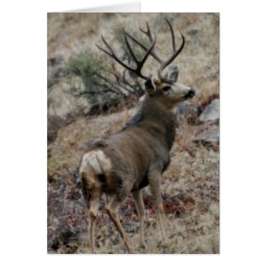 Giant mule deer buck cards (Front)