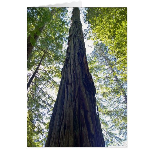 Giant Neverending Redwood Tree (Front)