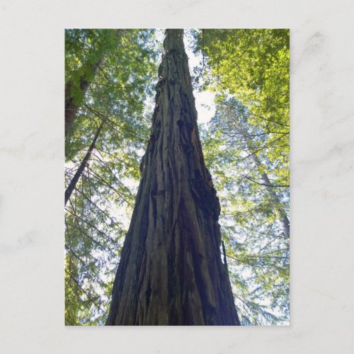 Giant Neverending Redwood Tree Postcard