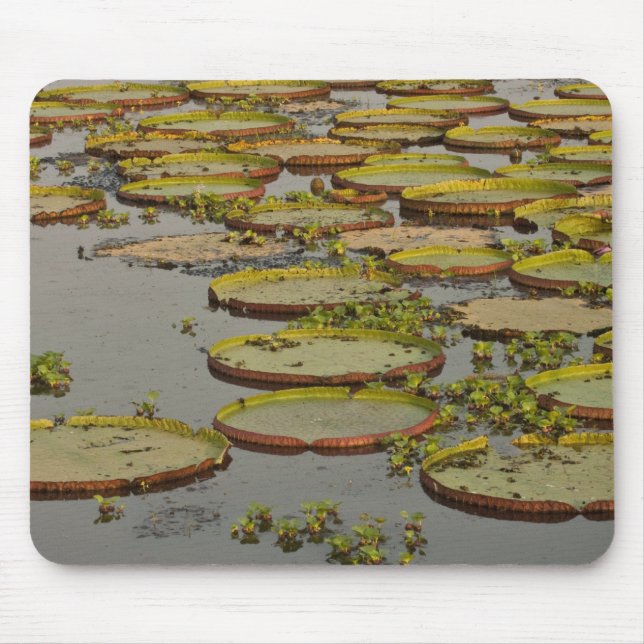 Giant or Victoria Lilies Victoria amazonica, Mouse Pad (Front)