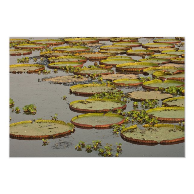 Giant or Victoria Lilies Victoria amazonica, Photo Print (Front)