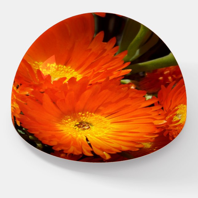 Giant Orange Daisies,    Paperweight (Angled)
