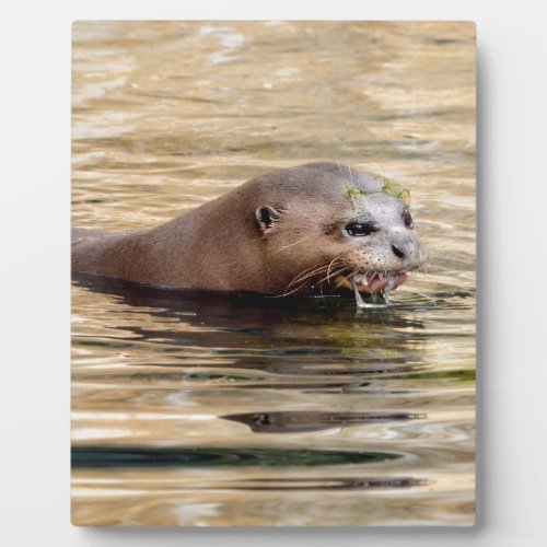 Giant otter swimming in water plaque