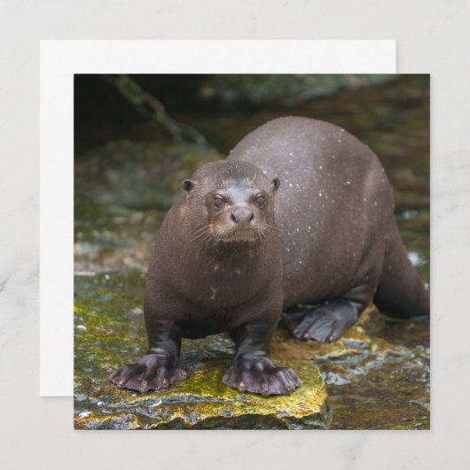 Giant Otter's Footprints (Front/Back)