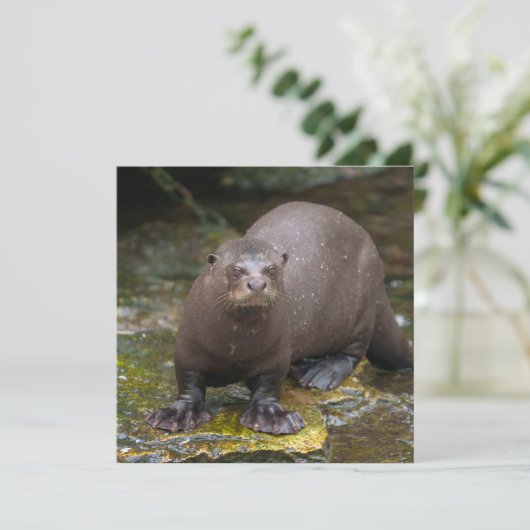 Giant Otter's Footprints (Standing Front)