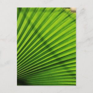Giant Palm Leaf Pattern Postcard