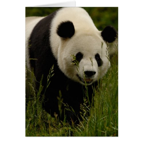 Giant panda Ailuropoda melanoleuca Family